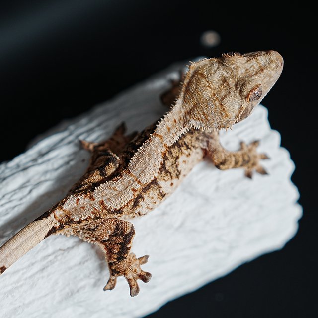 트라이 익스트림할리퀸