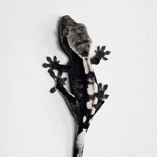 Sable Axanthic