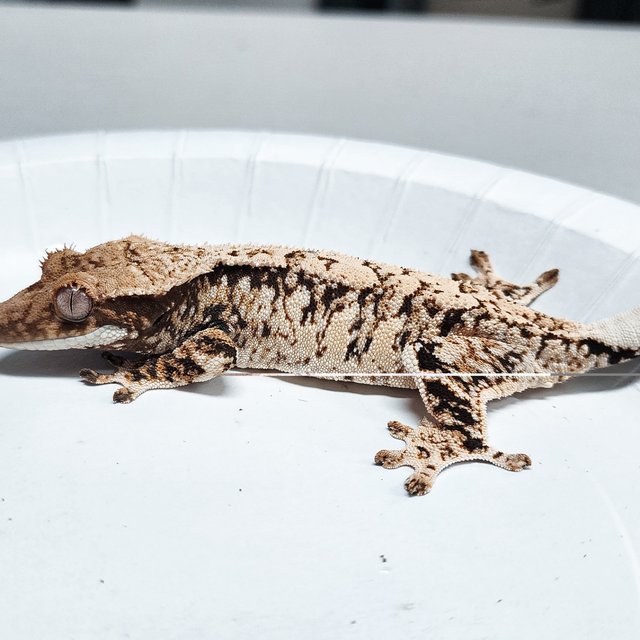 Tri Extreme Harlequin