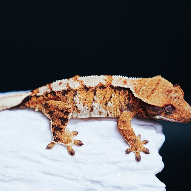 Tri Extreme Harlequin