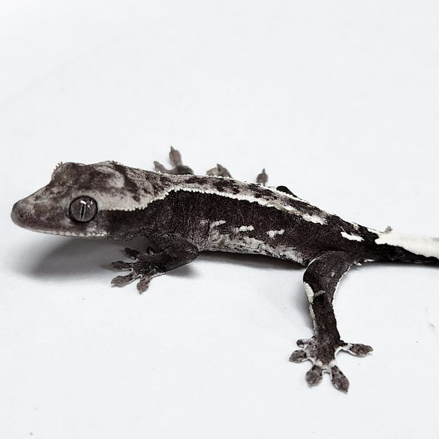 Sable Axanthic