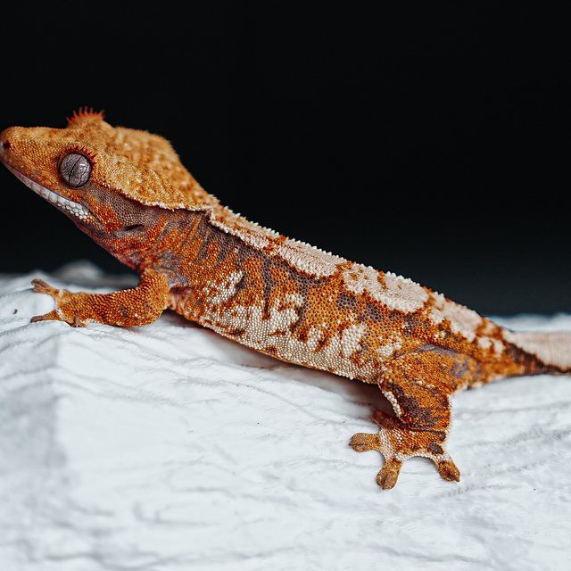 트라이 익스트림할리퀸