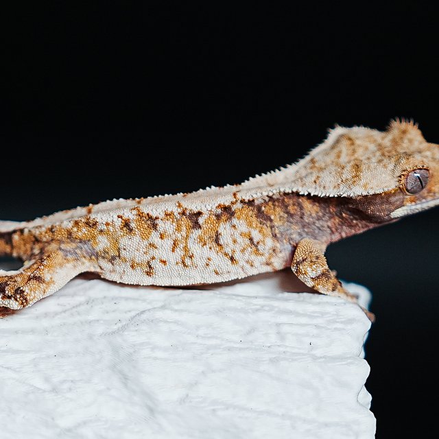 트라이 익스트림할리퀸