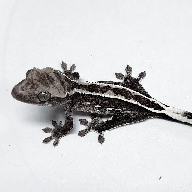 Sable Axanthic