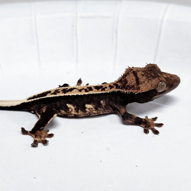 Full Pinstripe 100% Het Axanthic