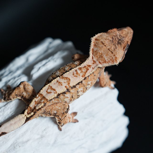 Tri Extreme Harlequin