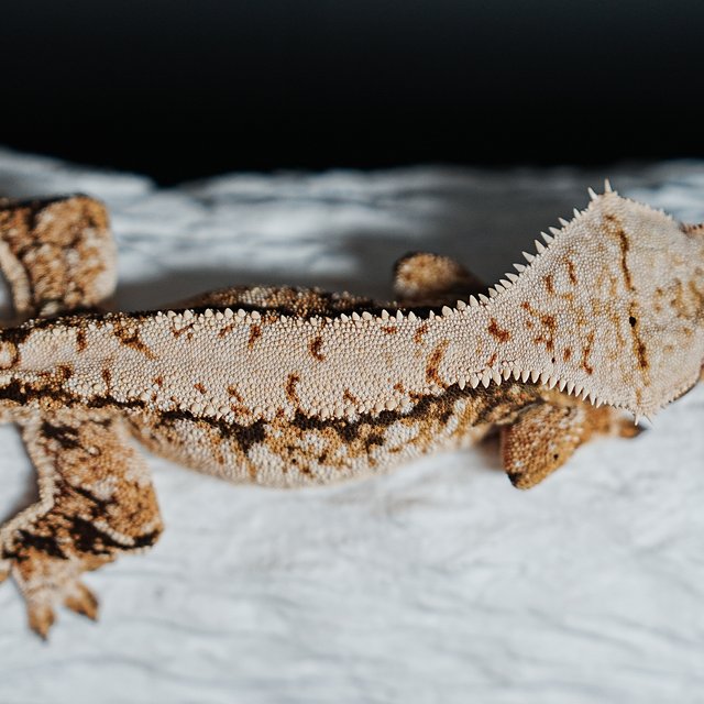 트라이 익스트림할리퀸