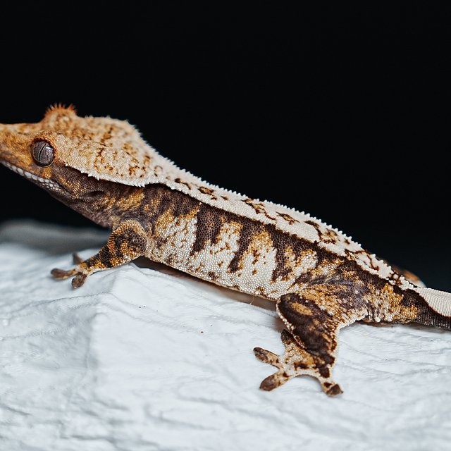 트라이 익스트림할리퀸