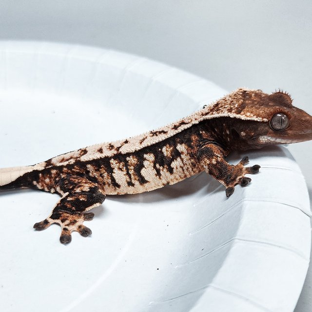 Tri Extreme Harlequin