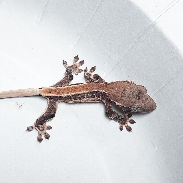 100% Het Axanthic Lilly White