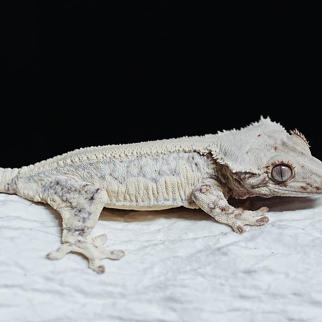 풀핀 솔리드백 릴리화이트