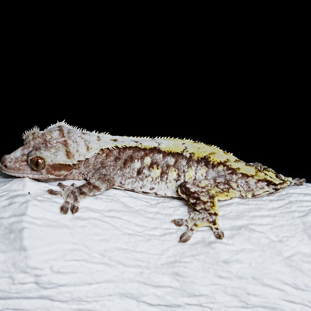 Tri Extreme Harlequin