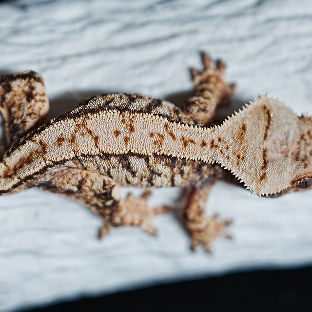 트라이 익스트림할리퀸