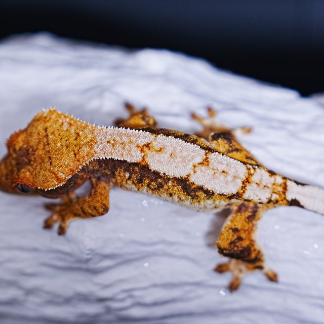 Tri Extreme Harlequin