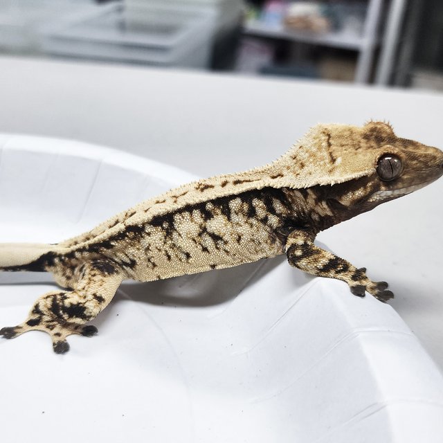 Tri Extreme Harlequin