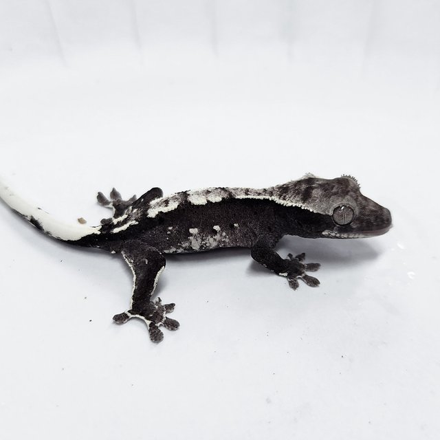 Axanthic