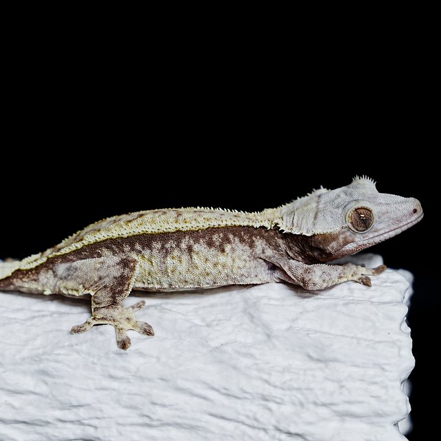 Tri Extreme Harlequin