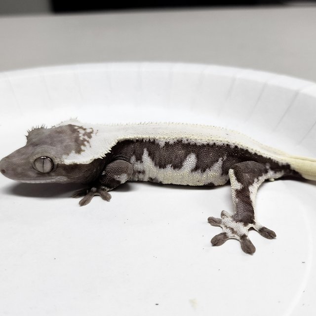 Full Pinstripe Lilly Axanthic