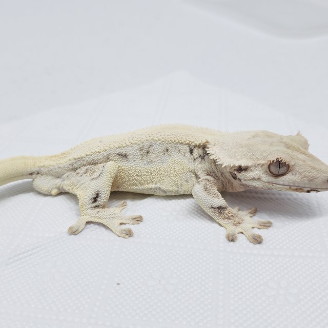 풀핀 릴리화이트