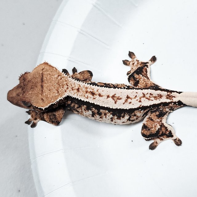 Tri Extreme Harlequin