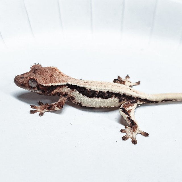 Lilly 100% Het Axanthic