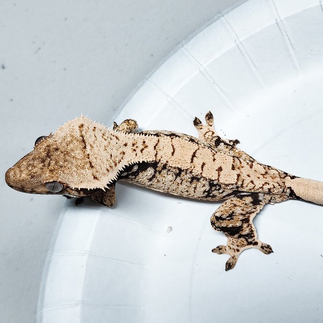 Tri Extreme Harlequin