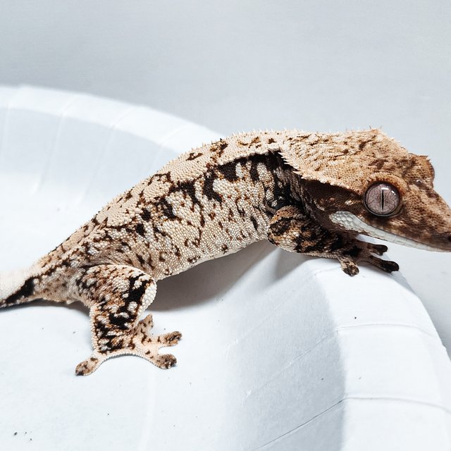 Tri Extreme Harlequin