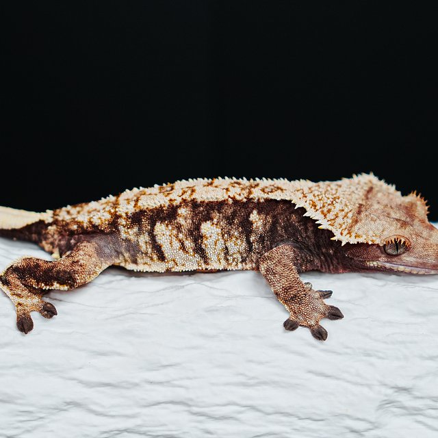 Tri Extreme Harlequin