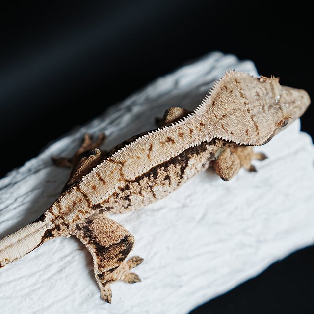 Tri Extreme Harlequin