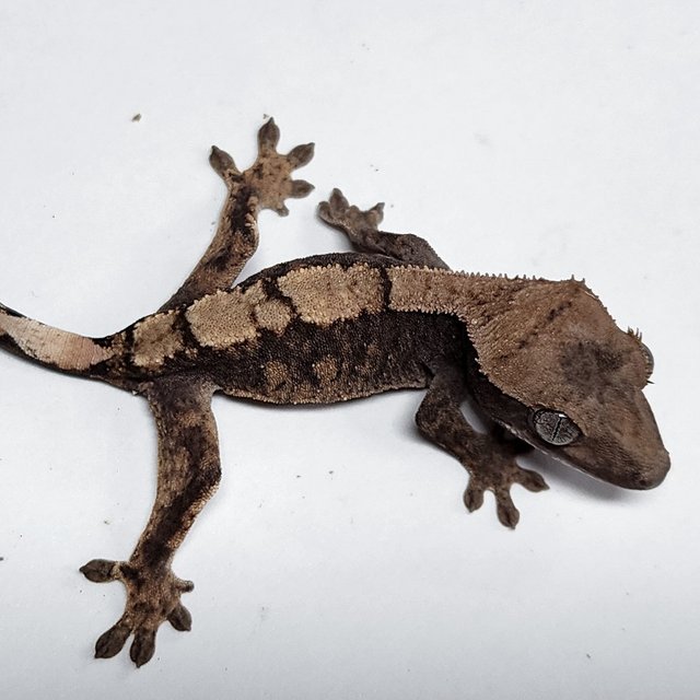 100% Het Axanthic Sable