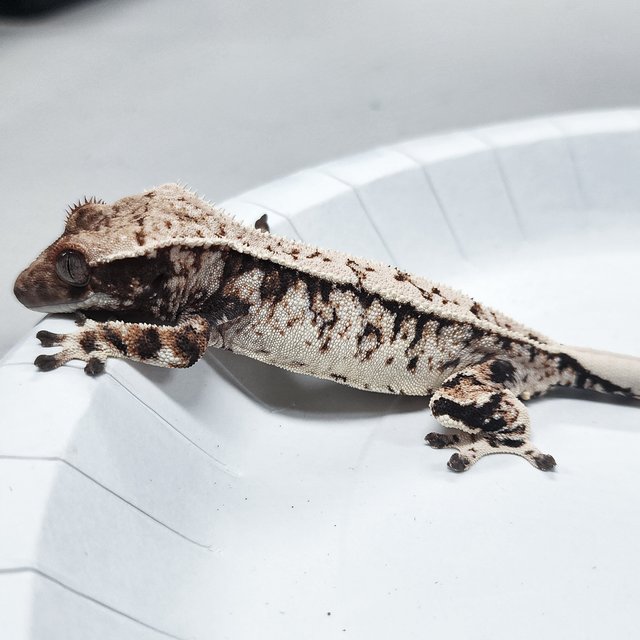 Tri Extreme Harlequin