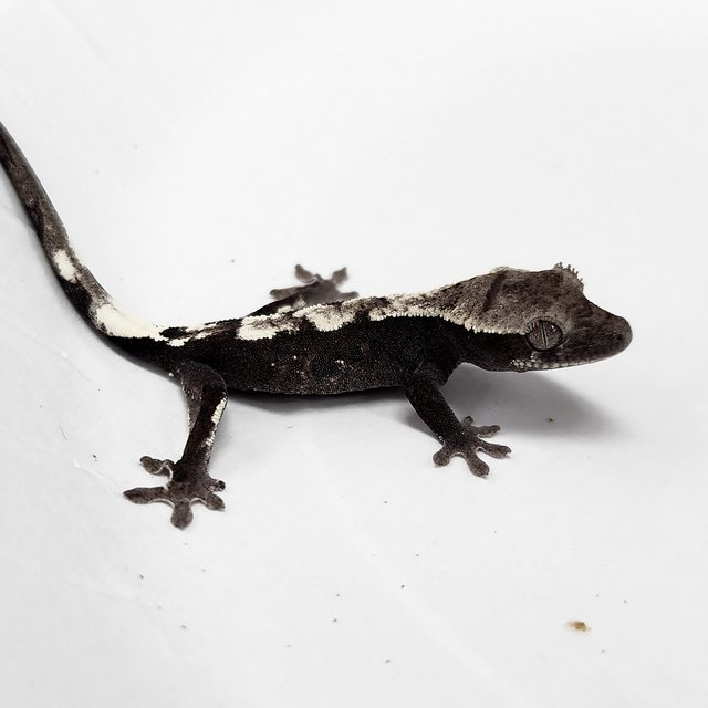 Sable Axanthic