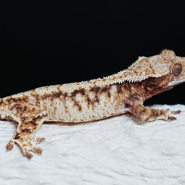 트라이 익스트림할리퀸