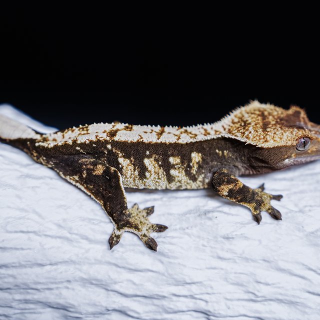 Tri Extreme Harlequin