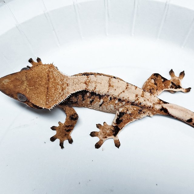 Tri Extreme Harlequin
