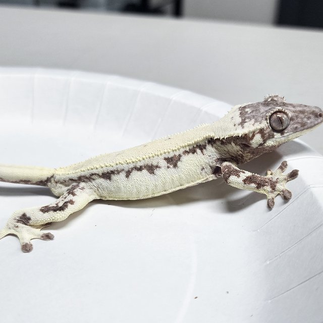 Full Pinstripe LW Sable