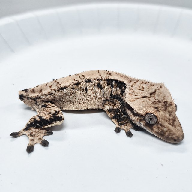 Tri Extreme Harlequin