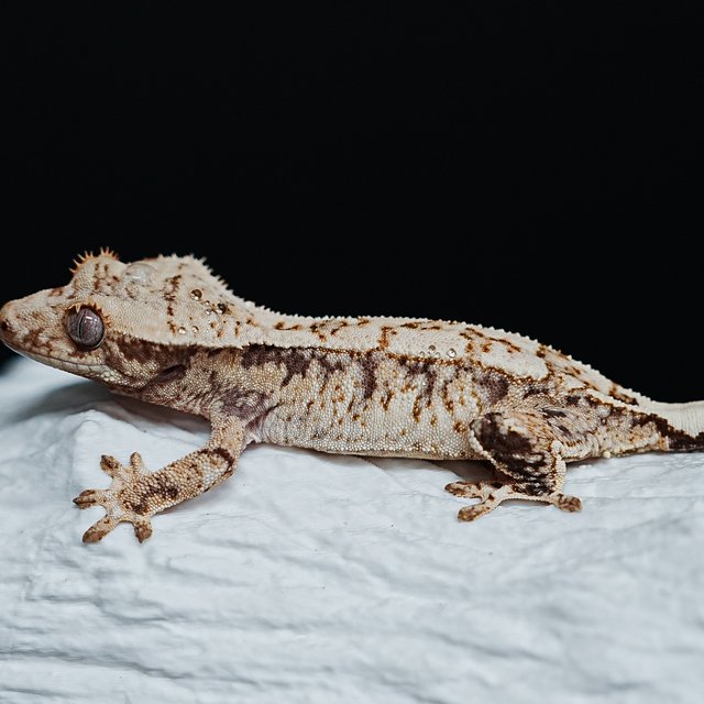 Tri Extreme Harlequin