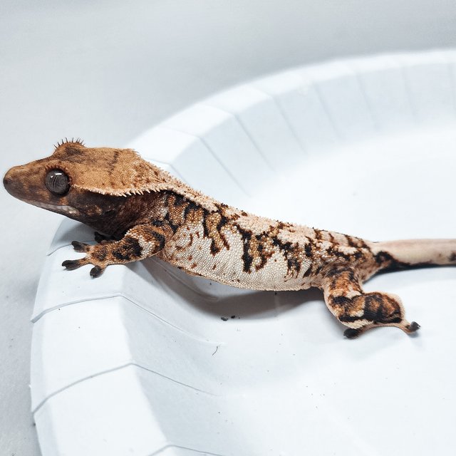 Tri Extreme Harlequin