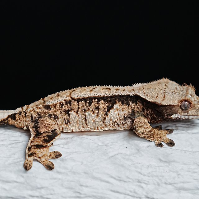 Tri Extreme Harlequin