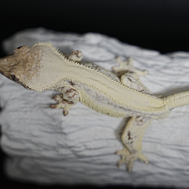 Full Pinstripe Solid Back Lilly White