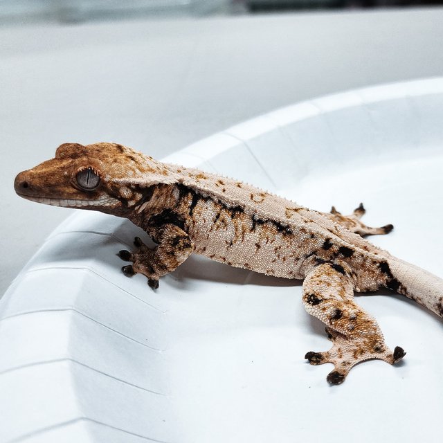 Tri Extreme Harlequin