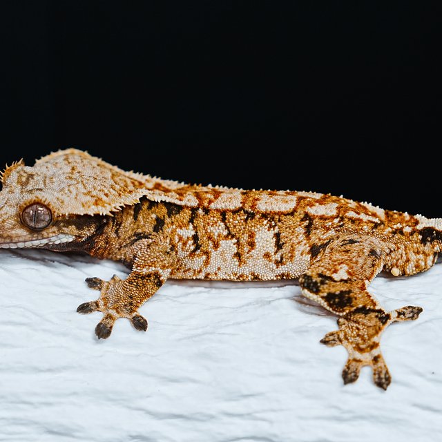 Extreme Harlequin Tri