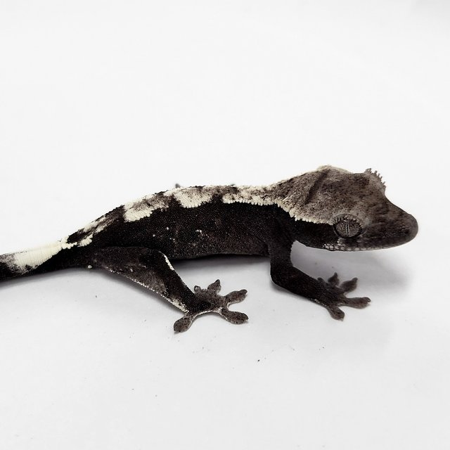 Sable Axanthic