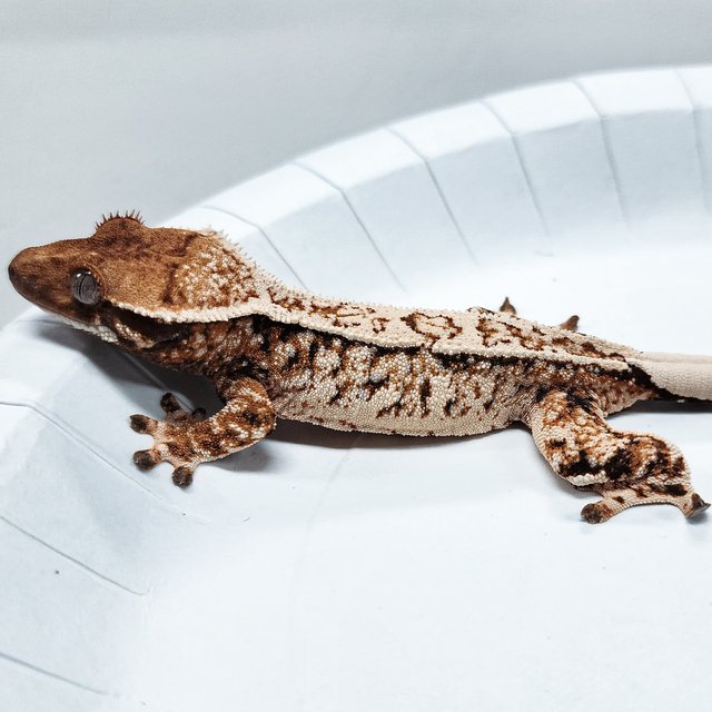 Tri Extreme Harlequin