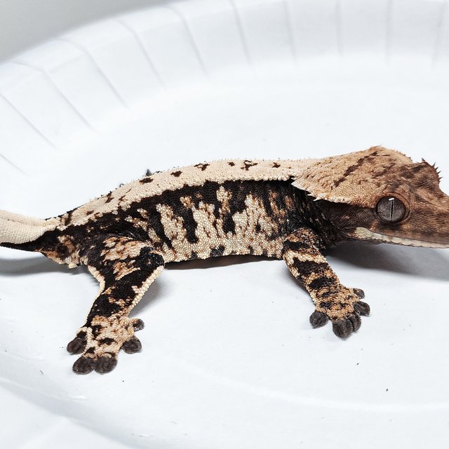 Tri Extreme Harlequin
