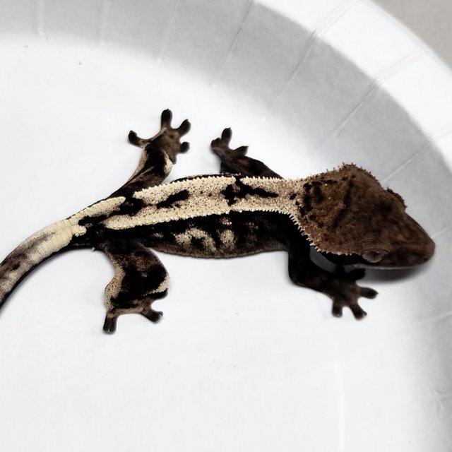 Sable 100% Het Axanthic