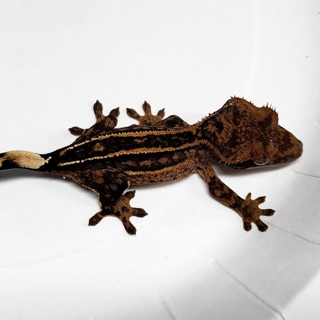 100% Het Axanthic