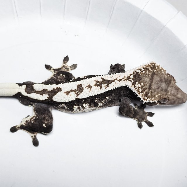 Sable 100% Het Axanthic