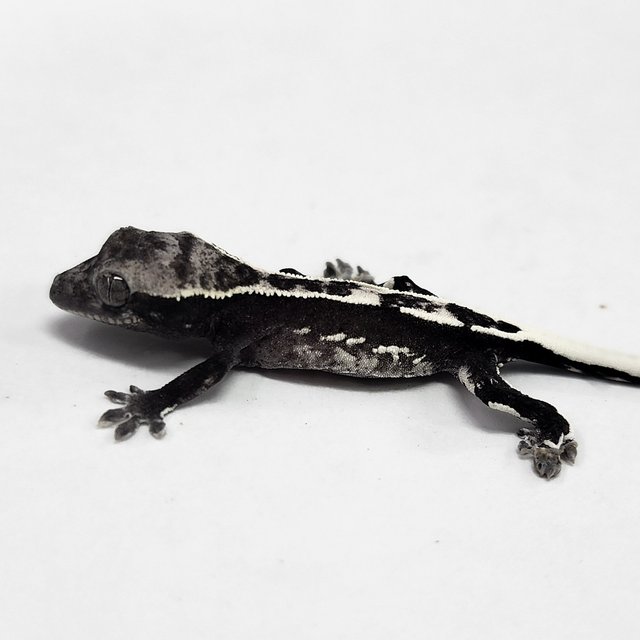 Sable Axanthic